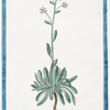 Saxifraga sedifolia, flore albo, multiflora = Sedum Pyrenaicum, serratum, flore albo, muttiflorum = Sassifragia = Sassifrage. [Rockfoil]