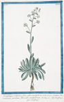 Saxifraga sedifolia, flore albo, multiflora = Sedum Pyrenaicum, serratum, flore albo, muttiflorum = Sassifragia = Sassifrage. [Rockfoil]