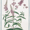 Salicaria vulfgaris, purpurea, foliis oblongis = Salicaria spicata, e Lysimachia spicata = Salicaire. [Purple Loosetrife]