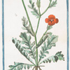 Glaucium hirsutum, flore phoeniceo = Chelidonium = Papavero cornuto rosso. [Celandine or Horne poppy]