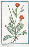 Glaucium hirsutum, flore phoeniceo = Chelidonium = Papavero cornuto rosso. [Celandine or Horne poppy]