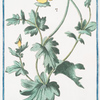 Glaucium, flore luteo = Papaver corniculatum, luteum = Chelidonium = Papavero cornuto. [Yellow horned Poppy]