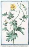 Glaucium, flore luteo = Papaver corniculatum, luteum = Chelidonium = Papavero cornuto. [Yellow horned Poppy]