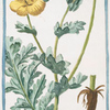 Glaucium , flore luteo = Papaver corniculatium, luteum = Papavero cornuto. [Yellow horned poppy flower]