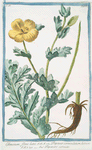 Glaucium , flore luteo = Papaver corniculatium, luteum = Papavero cornuto. [Yellow horned poppy flower]