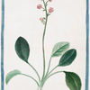 Pyrola. Rotundifolia, major = Pyrola = Pirola. [Canker lettuce, Shin-leaf, False wintergreen, Pear-leaf wintergreen]