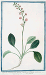 Pyrola. Rotundifolia, major = Pyrola = Pirola. [Canker lettuce, Shin-leaf, False wintergreen, Pear-leaf wintergreen]