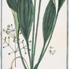 Damasonium maximum, Plantaginis folio, flore flavescente, fructu globoso = Piantagine acquatica. [Water plantain]