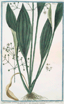 Damasonium maximum, Plantaginis folio, flore flavescente, fructu globoso = Piantagine acquatica. [Water plantain]