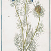 Nigella arvensis, cornuta = Nigella = Melanzio. [Wild fennel]