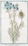 Nigella arvensis, cornuta = Nigella = Melanzio. [Wild fennel]