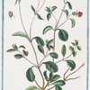 Cistus mas, folio rotundiori, hirsuto, flore majori Roseo = Cisto, e Roselle. [Rock-rose]