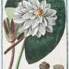 Nymphae alba major = Nenufari, e Ninefa=ea bianca = Nenufar. [White water-lily]