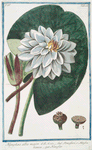 Nymphae alba major = Nenufari, e Ninefa=ea bianca = Nenufar. [White water-lily]