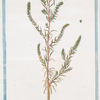 Salsola allissima erecta ramosissima herbacea foliis filiformibus acutiusculis = Salsola. [Russian thistle]