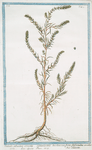 Salsola allissima erecta ramosissima herbacea foliis filiformibus acutiusculis = Salsola. [Russian thistle]
