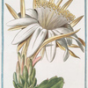 Melocactus Americanus trigonus flore albo = Cereo Americano = Le figuier o'Inde [Cactus melon]