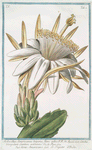 Melocactus Americanus trigonus flore albo = Cereo Americano = Le figuier o'Inde [Cactus melon]