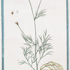 Garidella foliis tenuissime divisis. [Garidella Basil]