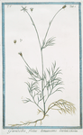 Garidella foliis tenuissime divisis. [Garidella Basil]