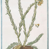 Sedum medium cespitosum, Ericæ foliis floribus cuires = Semprevivo = Toubarbe.