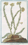 Sedum medium cespitosum, Ericæ foliis floribus cuires = Semprevivo = Toubarbe.