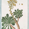 Sedum majus arborescens = Sempre vivo arboreo = Toubarbe. [Garden stone crop]