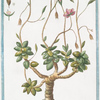 Telephiastrum folio globoso = Anacampseros foliis acuminatis = Crassola. [Evergreen Orpine]