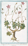 Telephiastrum folio globoso = Anacampseros foliis acuminatis = Crassola. [Evergreen Orpine]