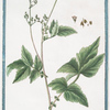 Barba Caprae floribus obongis = Aruncus = Barba di Capra. [Bird's feathers]