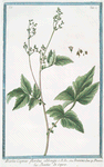 Barba Caprae floribus obongis = Aruncus = Barba di Capra. [Bird's feathers]