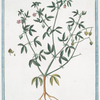 Fagonia Cretioca Spinosa = Trifoglio Spinoso Cretico. [Cretian FAgonia]