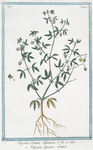 Fagonia Cretioca Spinosa = Trifoglio Spinoso Cretico. [Cretian FAgonia]