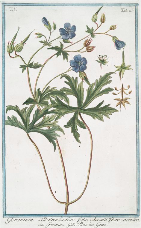 Geranium Batrachoides folio Aconiti flore caeruleo = Geranio = Bec de ...