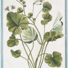 Geranium Africanum, humile, folio fragrantissimo = Geranio aromatico = Bec de Grue.