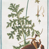 Geranium Africanum Radice tuberosa noctu olens = Geranio = Bec de Grue.