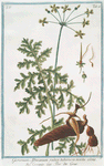 Geranium Africanum Radice tuberosa noctu olens = Geranio = Bec de Grue.