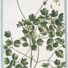 Thalictrum alpinum majus, Aquilcegiae foliis = Talittro maggiore = La rue des Prés. [Alpine Meadow-rue]