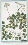 Thalictrum alpinum majus, Aquilcegiae foliis = Talittro maggiore = La rue des Prés. [Alpine Meadow-rue]