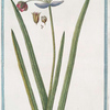 Butomus flore roseo = Tuncus floridus major = Guinco florido maggiore. [Flowering-rush]