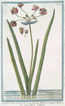 Butomus flore roseo = Tuncus floridus major = Guinco florido maggiore. [Flowering-rush]