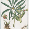 Helleborus niger foetidus = Elleboro nero falso = Hellebore noir. [Stinking hell-wore, Setter wort]
