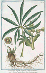 Helleborus niger foetidus = Elleboro nero falso = Hellebore noir. [Stinking hell-wore, Setter wort]