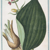 Veratrum flore atro-rubente = Elleboro bianco = Hellebore blanc. [Red false helle-bore]