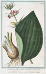 Veratrum flore atro-rubente = Elleboro bianco = Hellebore blanc. [Red false helle-bore]