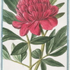 Paoenia foemina flore pleno rubro mojore = Peonia femina col. Fiore dopio = Pivoine femelle. [Peony]