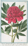 Paoenia foemina flore pleno rubro mojore = Peonia femina col. Fiore dopio = Pivoine femelle. [Peony]