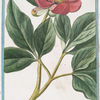 Paeonia mas flores incarnato = Peonia maschio = La Pivoine m^ale.