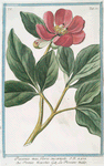 Paeonia mas flores incarnato = Peonia maschio = La Pivoine m^ale.