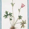 Anymone latifolia, Saniculae folio = Elleboro falso minore. [Flat-leaf Anemone]